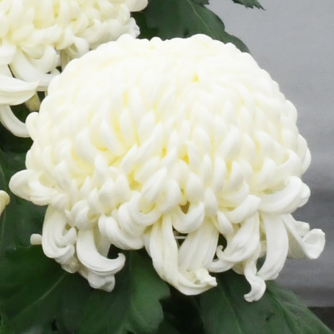 菊苗 大菊 厚物 国華三谷 1芽 / 2025年発表花