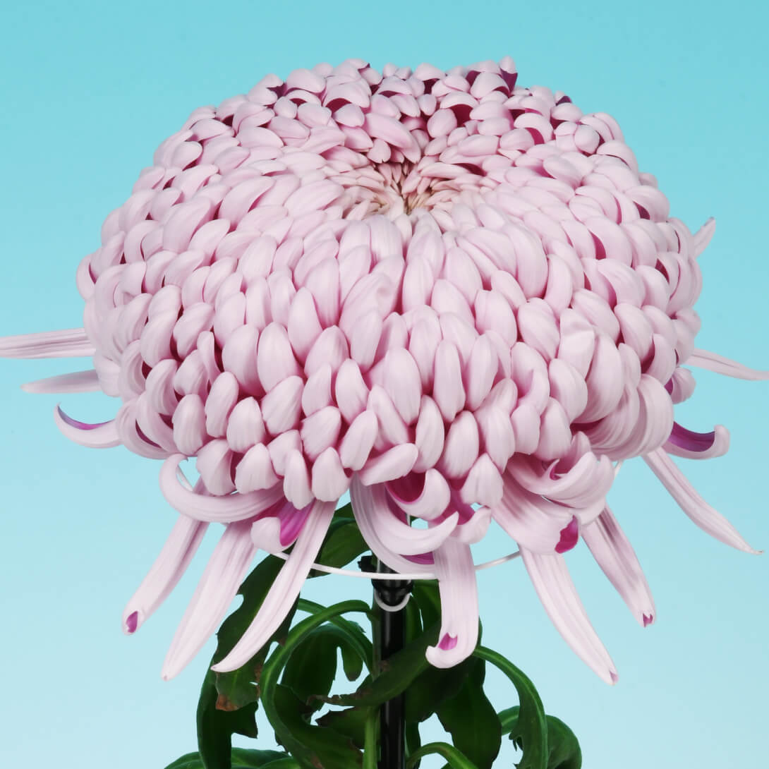菊苗 大菊 厚物 国華百人力 1芽 / 2025年発表花