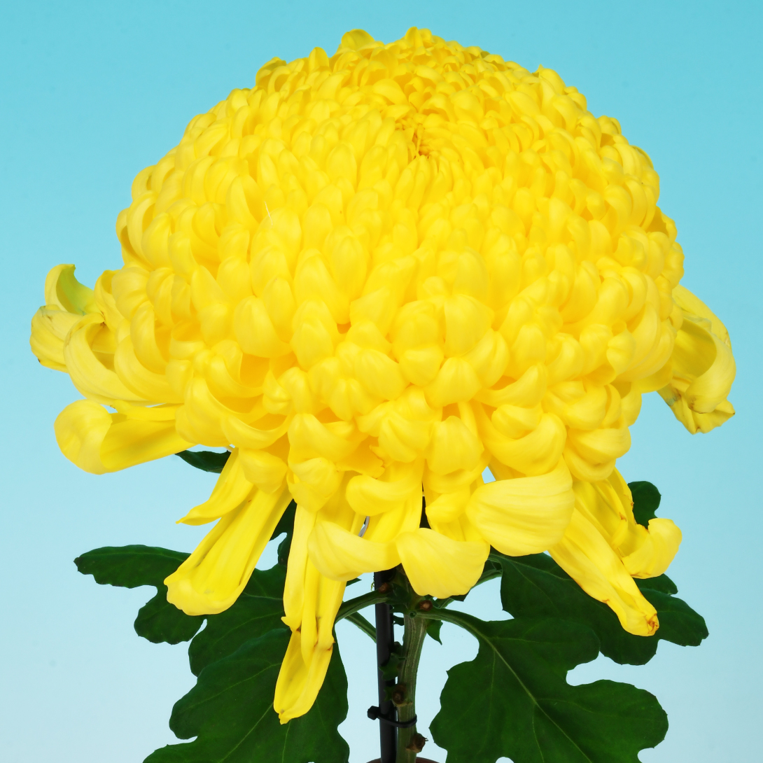 菊苗 大菊 厚物 国華寿亀 1芽 / 2025年発表花