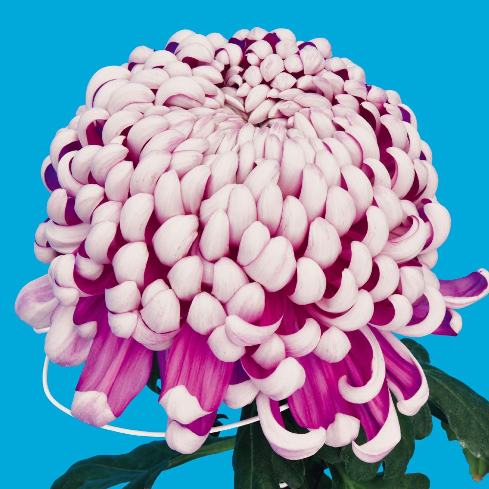 菊苗 大菊 厚物 国華紅蓮 1芽 / 2025年発表花
