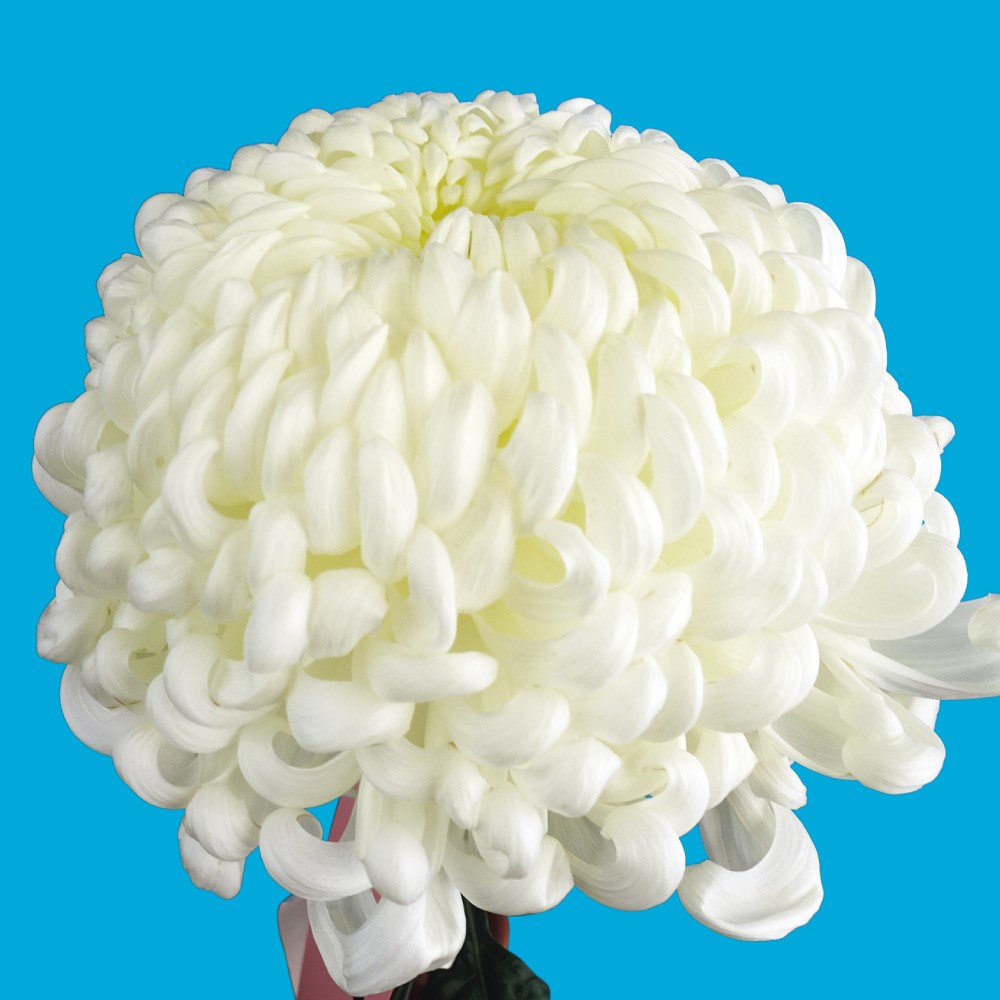 菊苗 大菊 厚物 国華雪華 1芽 / 2025年発表花