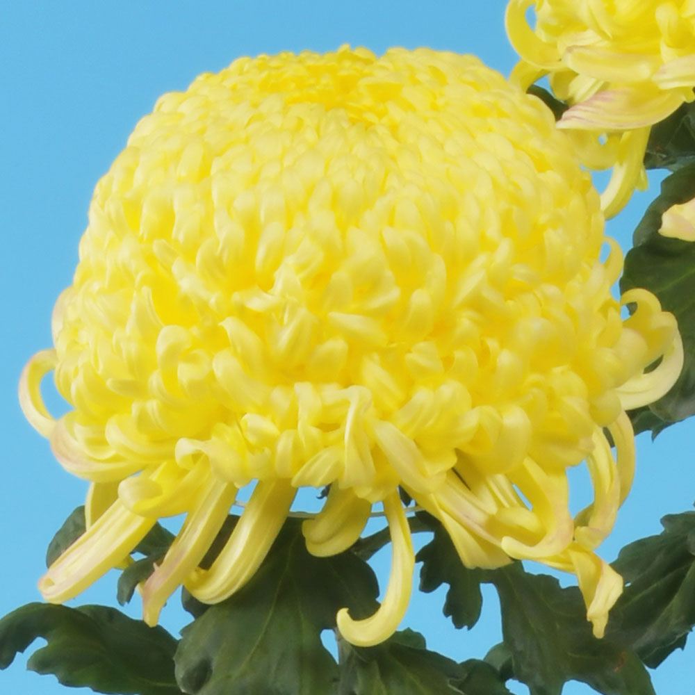菊苗 大菊 厚物 国華海月 1芽 / 2025年発表花