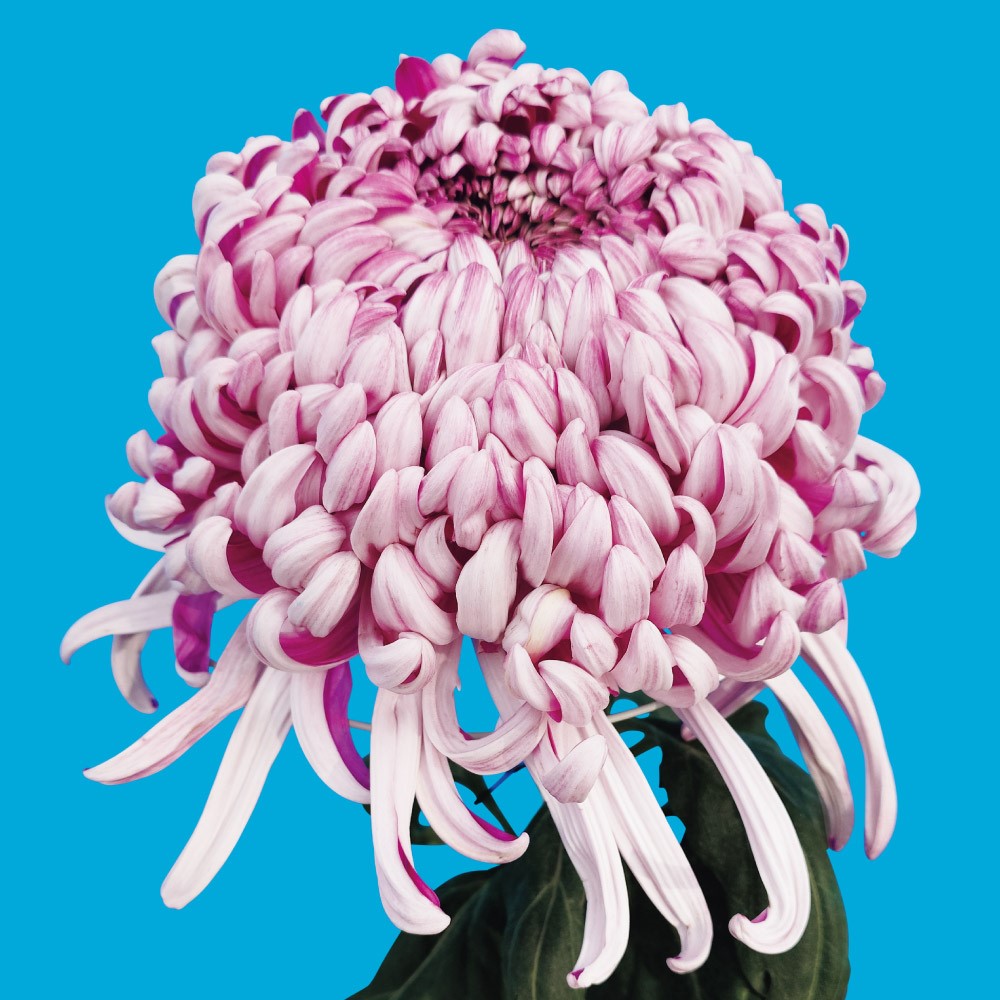 菊苗 大菊 厚物 国華万感 1芽 / 2025年発表花