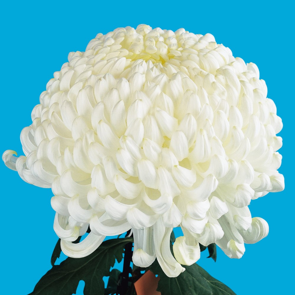 菊苗 大菊 厚物 国華総本山 1芽 / 2025年発表花