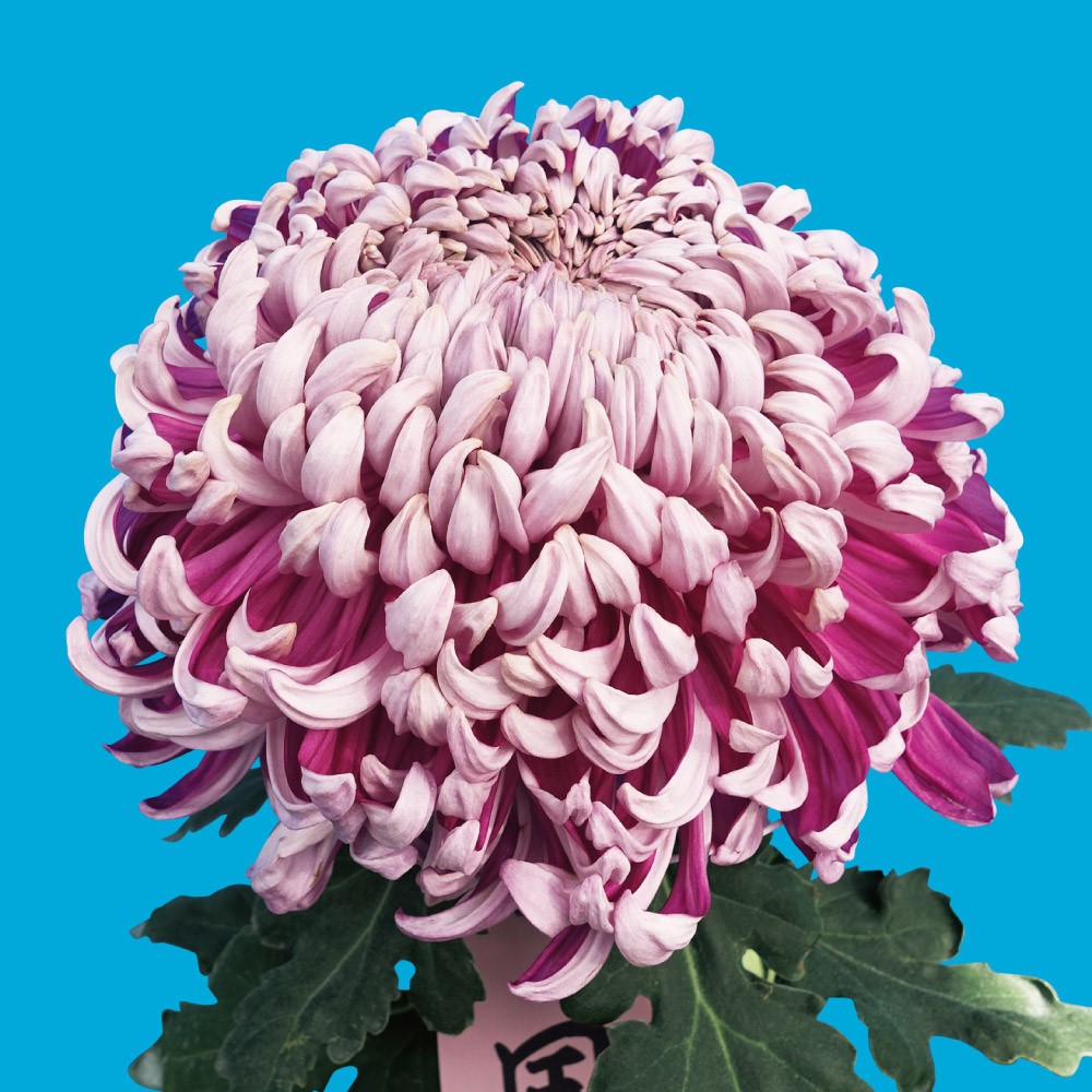 菊苗 大菊 厚物 国華熱血 1芽 / 2025年発表花