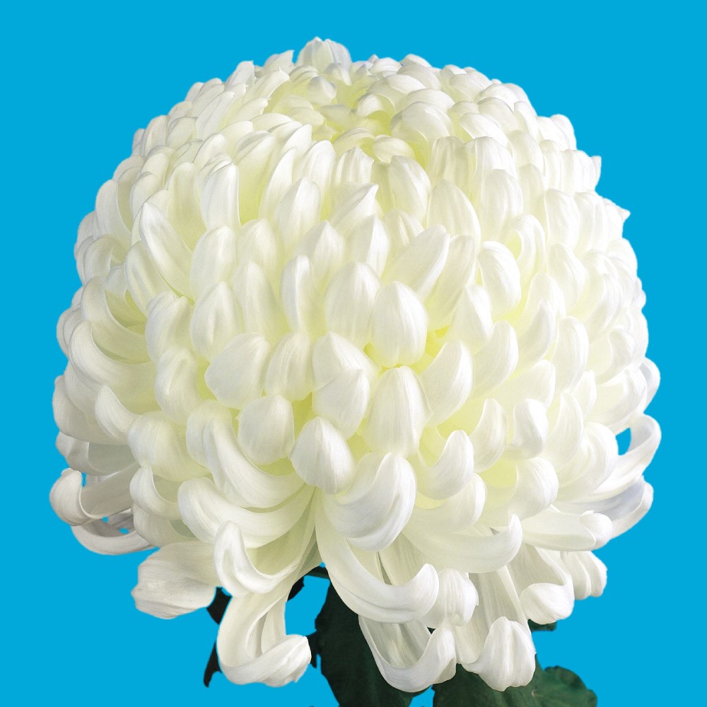 菊苗 大菊 厚物 国華一心 1芽 / 2025年発表花