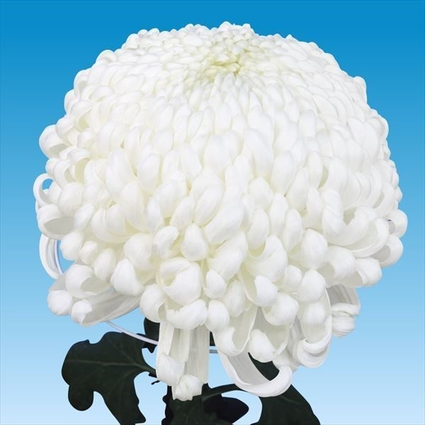 菊苗 大菊 厚物 国華景雲 1芽