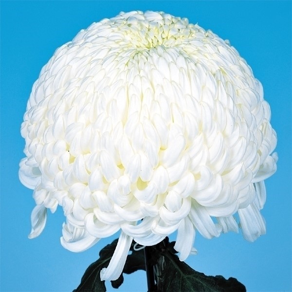 菊苗 大菊 厚物 国華の銀 1芽