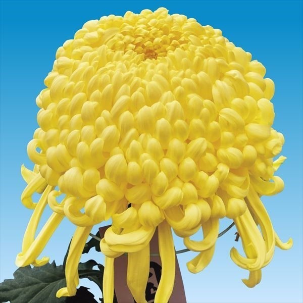 菊苗 大菊 厚物 国華光照 1芽