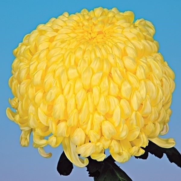 菊苗 大菊 厚物 国華の金 1芽