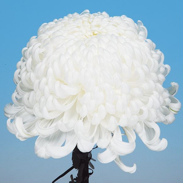 菊苗 大菊 厚物 国華四季 1芽