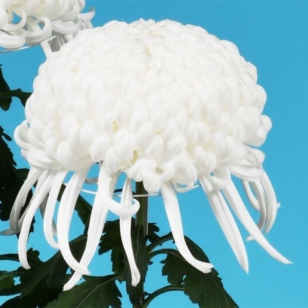 菊苗 大菊 厚物 国華幸盛 1芽