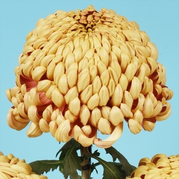 菊苗 大菊 厚物 国華錦江 1芽