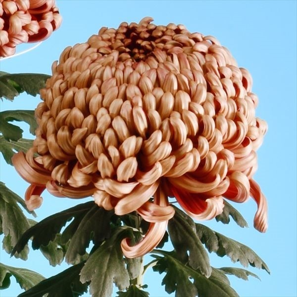 菊苗 大菊 厚物 国華獅子王 1芽