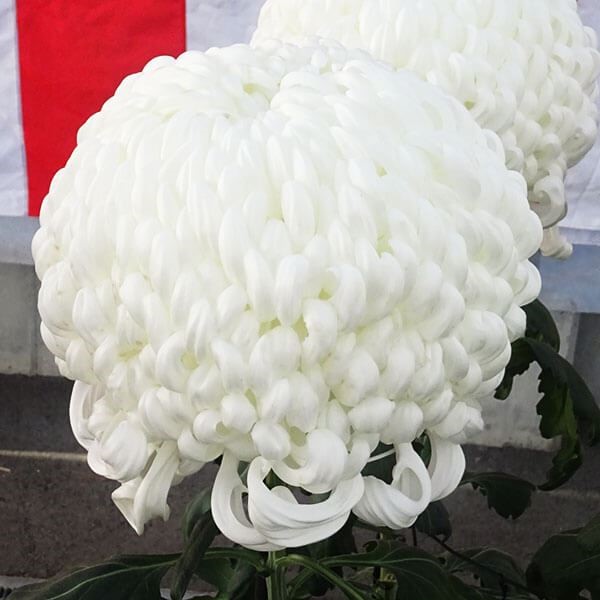 菊苗 大菊 厚物 国華先鋒 1芽 / 2024年発表花