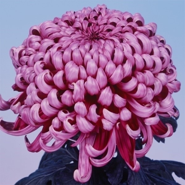 菊苗 大菊 厚物 国華赤銅色 1芽