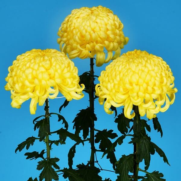 菊苗 大菊 厚物 国華枢 1芽 / 2024年発表花