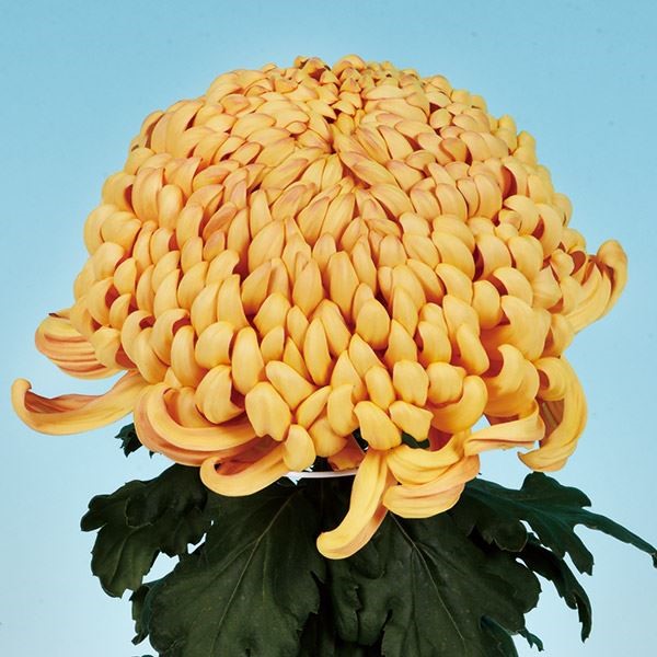 菊苗 大菊 厚物 国華福招来 1芽