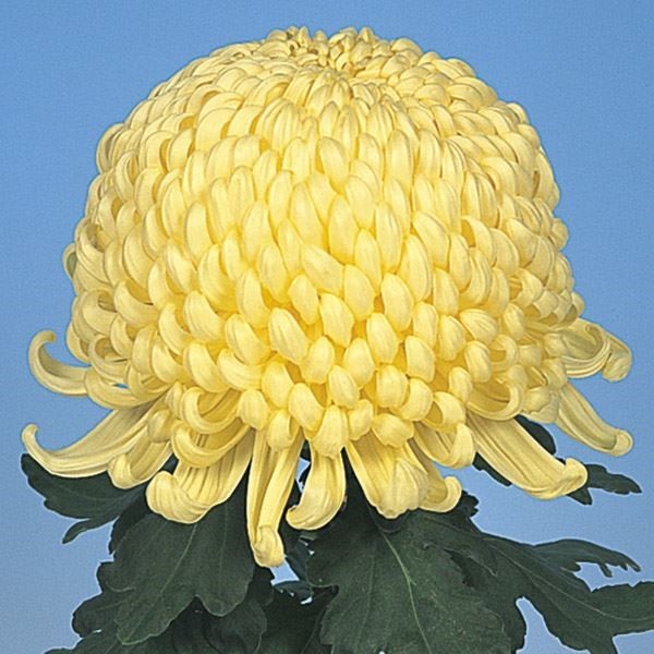 菊苗 大菊 厚物 国華70年 1芽