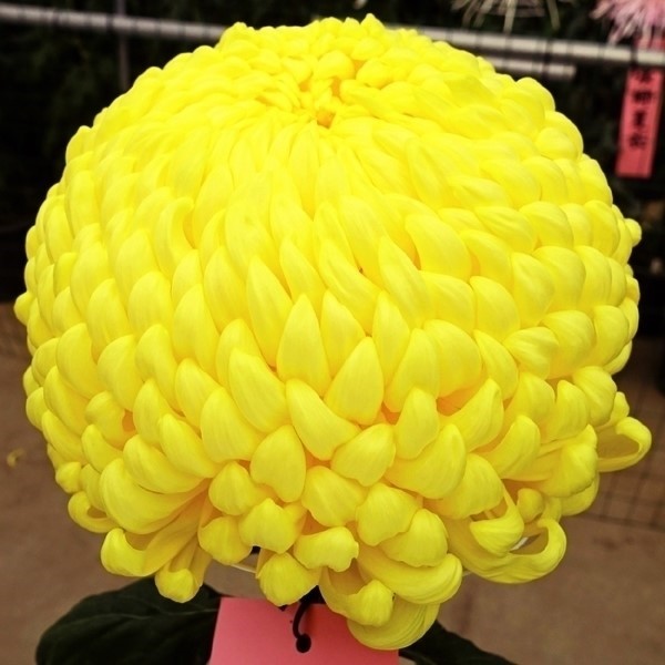 菊苗 大菊 厚物 国華秋一番 1芽