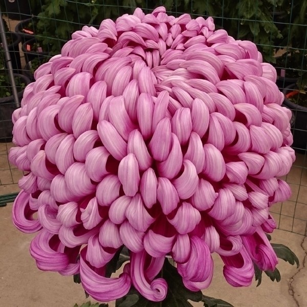菊苗 大菊 厚物 国華泉殿 1芽