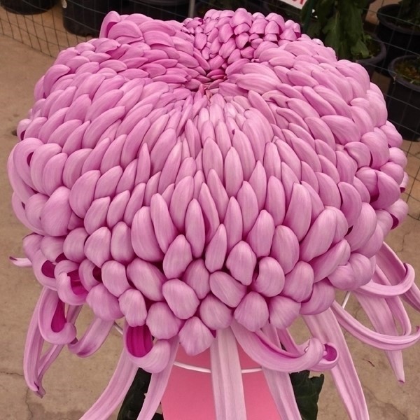 菊苗 大菊 厚物 国華空蝉 1芽