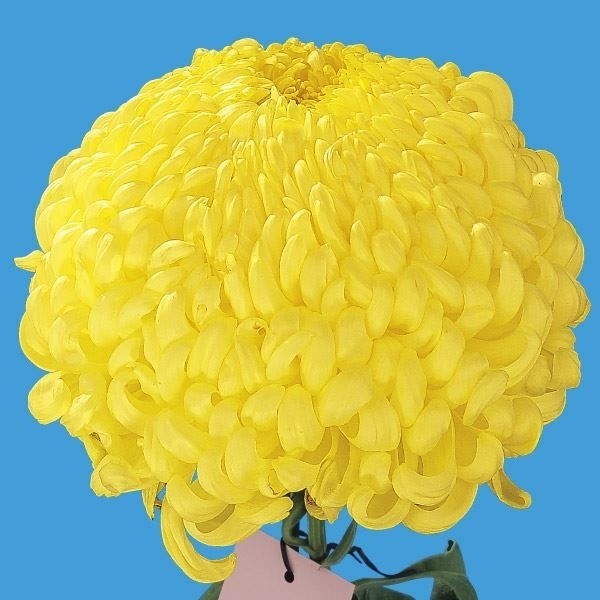 菊苗 大菊 厚物 国華栄代 1芽