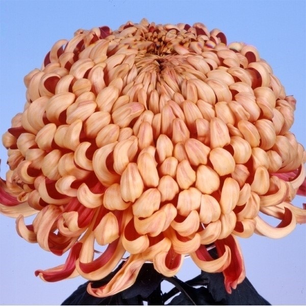 菊苗 大菊 厚物 国華えびの 1芽