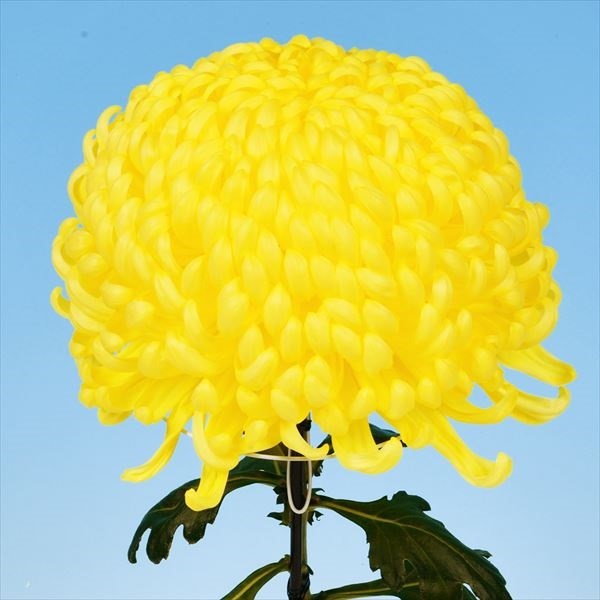 菊苗 大菊 厚物 国華男山 1芽
