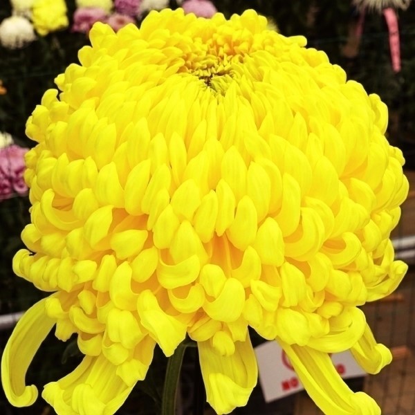 菊苗 大菊 厚物 国華金盆 1芽