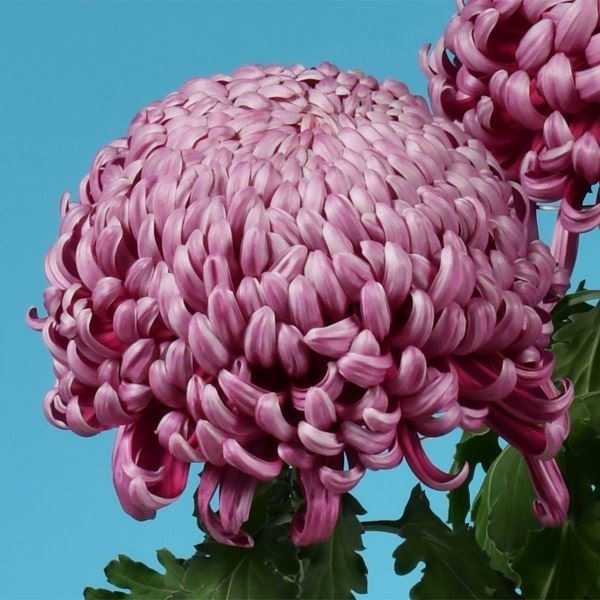 菊苗 大菊 厚物 国華関羽 1芽