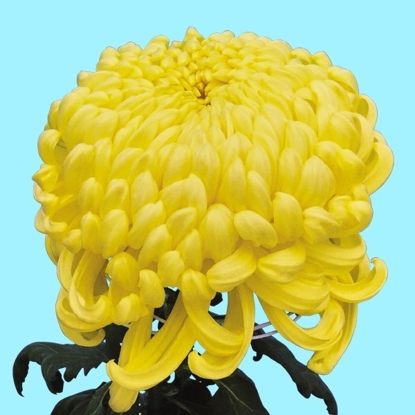 菊苗 大菊 厚物 国華関山 1芽