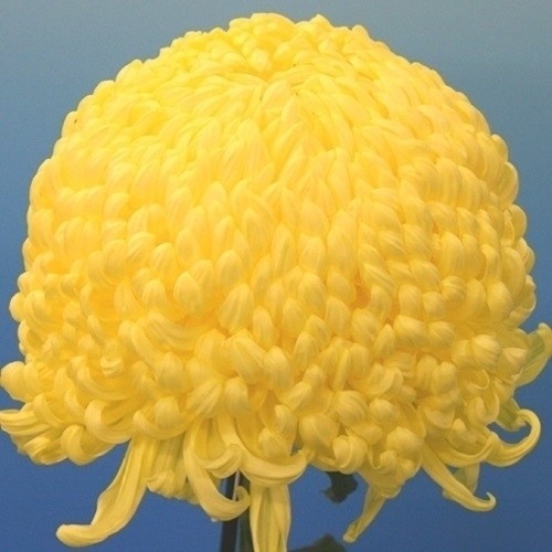 菊苗 大菊 厚物 国華艦隊 1芽