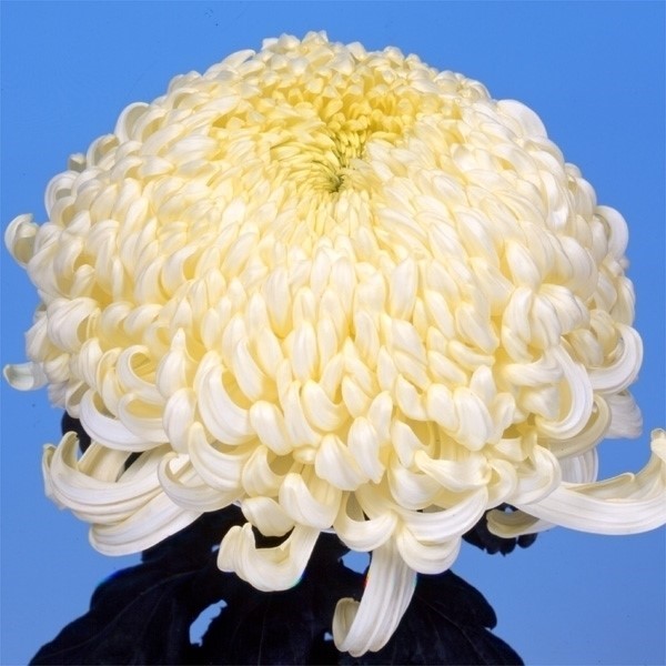菊苗 大菊 厚物 国華黄強大 1芽