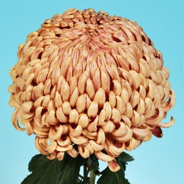 菊苗 大菊 厚物 国華亀甲 1芽