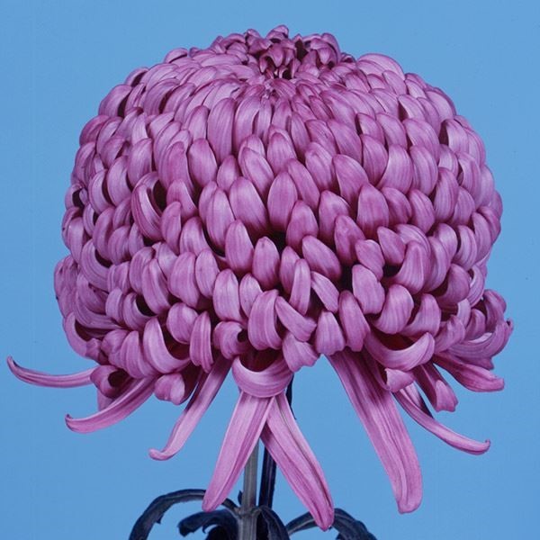 菊苗 大菊 厚物 国華暁紅 1芽