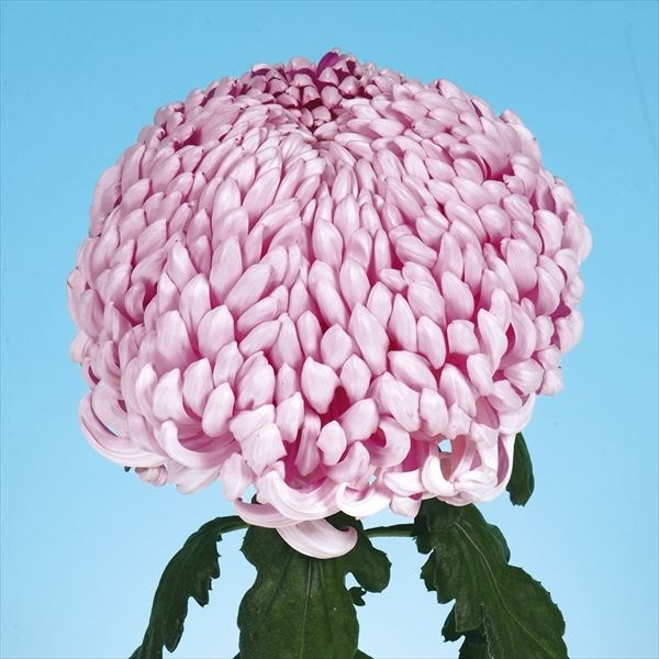 菊苗 大菊 厚物 国華久遠 1芽