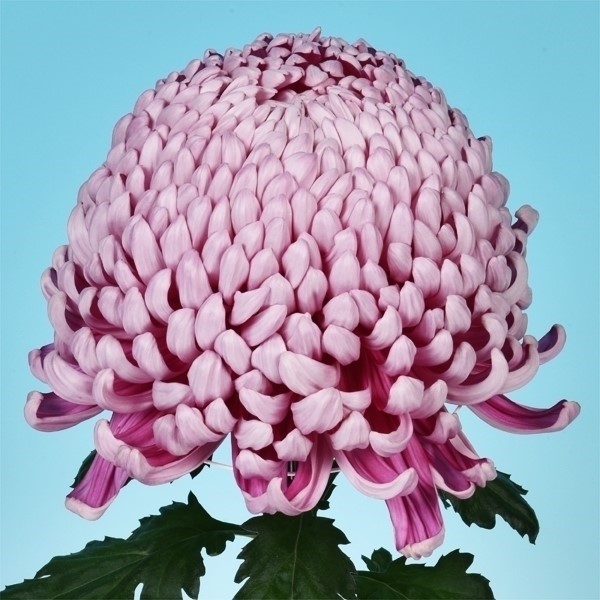 菊苗 大菊 厚物 国華勲位 1芽