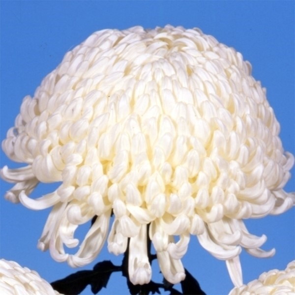 菊苗 大菊 厚物 国華剣舞 1芽