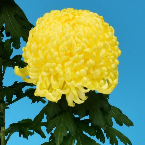 菊苗 大菊 厚物 国華光陰 1芽 / 2024年発表花