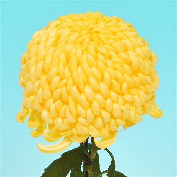 菊苗 大菊 厚物 国華光源 1芽