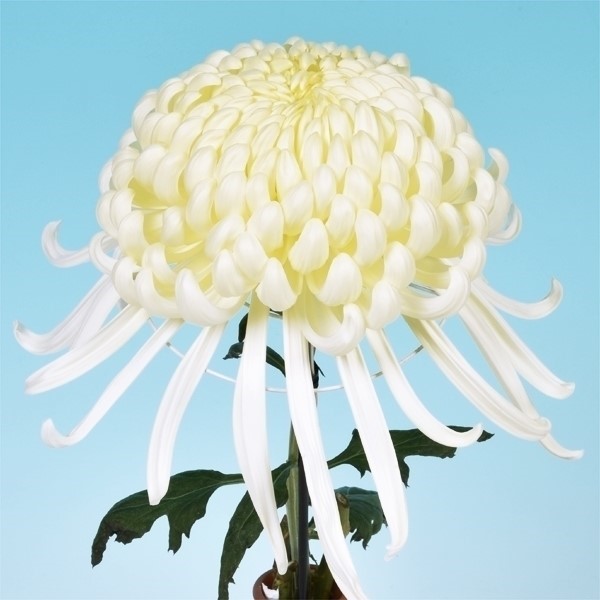 菊苗 大菊 厚物 国華剛力 1芽