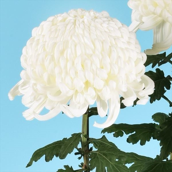 菊苗 大菊 厚物 国華古今 1芽