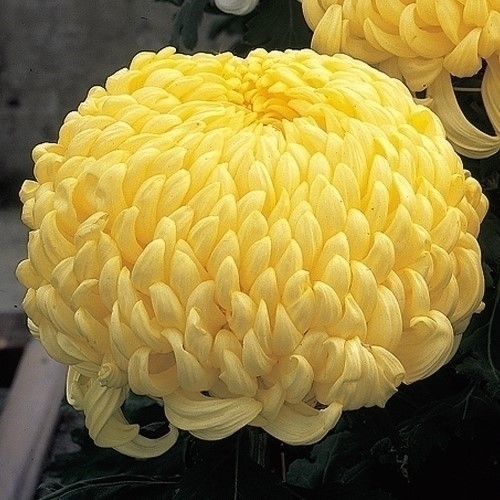 菊苗 大菊 厚物 国華御来光 1芽