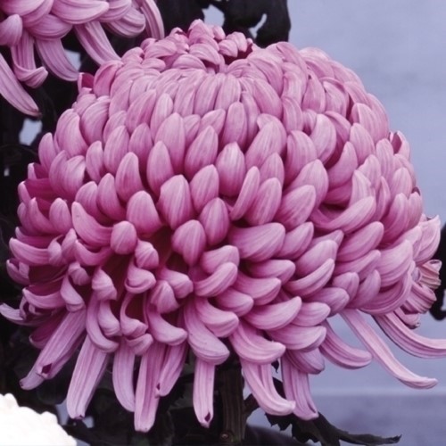菊苗 大菊 厚物 国華三冠 1芽