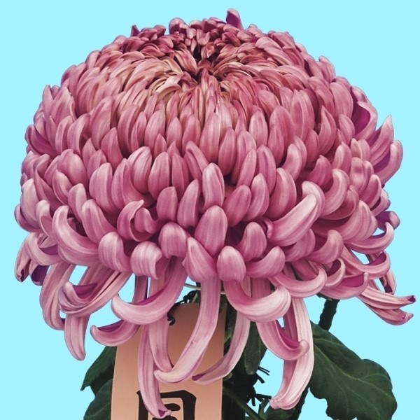 菊苗 大菊 厚物 国華七姫 1芽