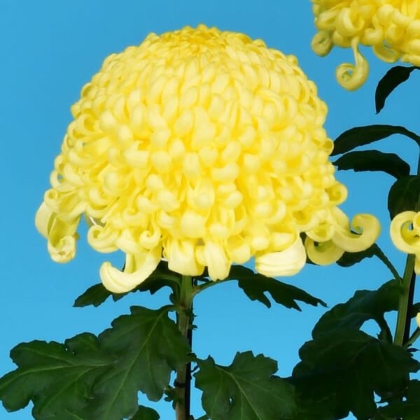 菊苗 大菊 厚物 国華寿限無 1芽 / 2024年発表花