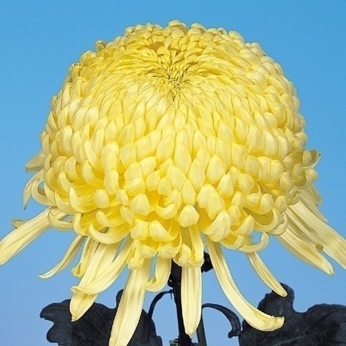 菊苗 大菊 厚物 国華酒杯 1芽