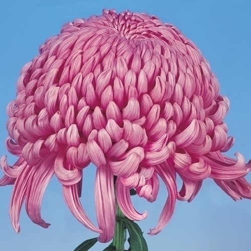 菊苗 大菊 厚物 国華新世紀 1芽