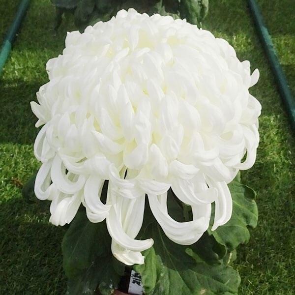 菊苗 大菊 厚物 国華森羅 1芽 / 2024年発表花